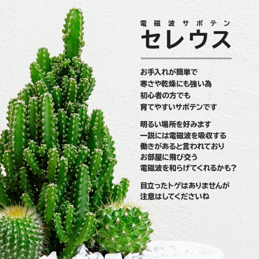 サボテンギフト 寄せ植え 舟形タイプ カクタス セレウス アニマルサボテン 選べる動物フィギュア付
