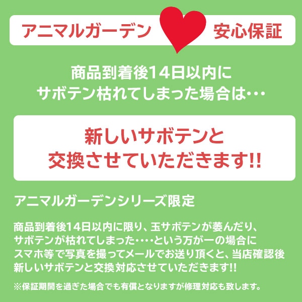 サボテンギフト 寄せ植え 舟形タイプ 大雲角 選べる動物フィギュア付