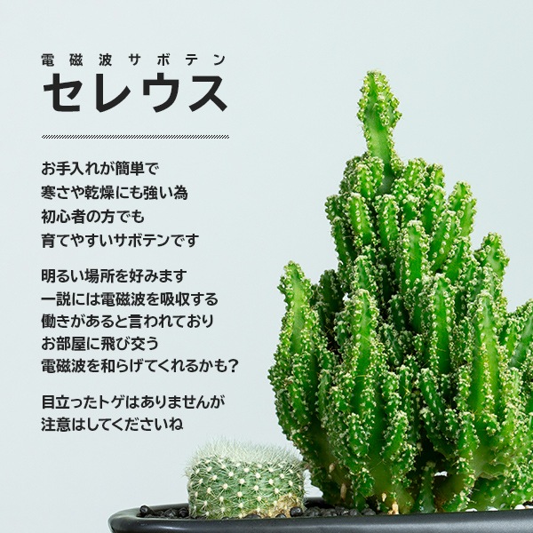 サボテンギフト 寄せ植え ハートタイプ 電磁波サボテン セレウス 選べる動物フィギュア付