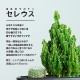 サボテンギフト 寄せ植え 舟形･大タイプ 電磁波サボテン セレウス 選べる動物フィギュア付