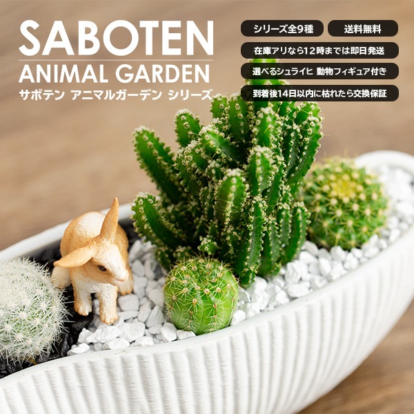 サボテンギフト 寄せ植え 波形タイプ 電磁波サボテン セレウス 選べる動物フィギュア付