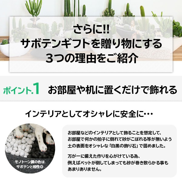 サボテンギフト 寄せ植え 波形タイプ 電磁波サボテン セレウス 選べる動物フィギュア付