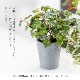 イングリッシュアイビー ポット フェイクグリーン