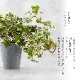 イングリッシュアイビー ポット フェイクグリーン