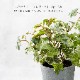 イングリッシュアイビー ポット フェイクグリーン
