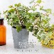 イングリッシュアイビー ポット フェイクグリーン