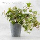 イングリッシュアイビー ポット フェイクグリーン