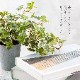 イングリッシュアイビー ポット フェイクグリーン