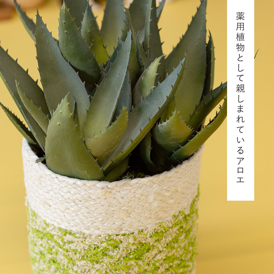フェイクグリーン アロエポット