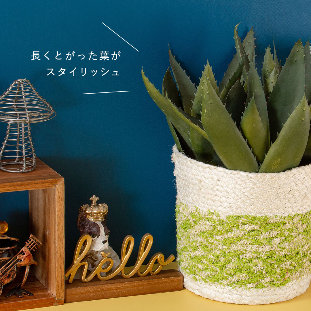 フェイクグリーン アロエポット