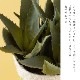フェイクグリーン アロエポット