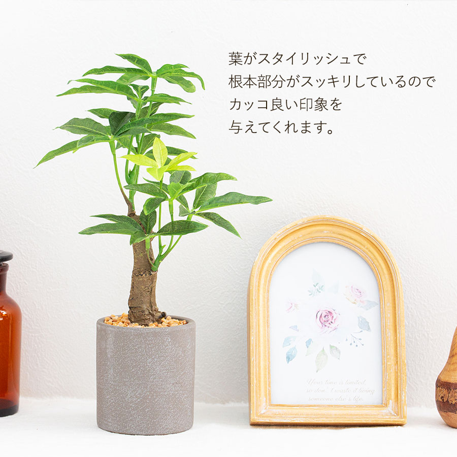 パキラ セメントポット フェイクグリーン