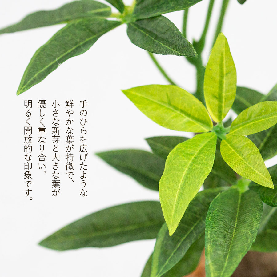 パキラ セメントポット フェイクグリーン