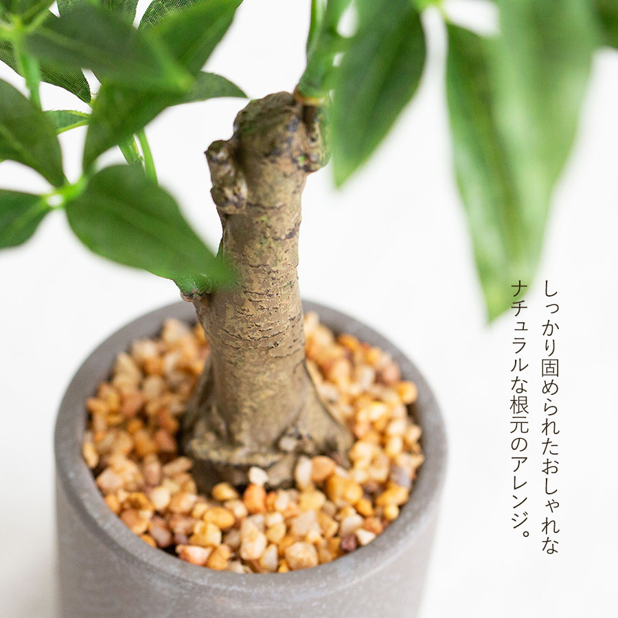 パキラ セメントポット フェイクグリーン