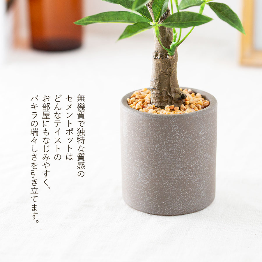 パキラ セメントポット フェイクグリーン