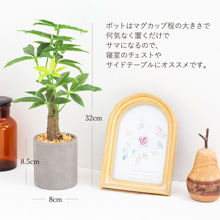 パキラ セメントポット フェイクグリーン