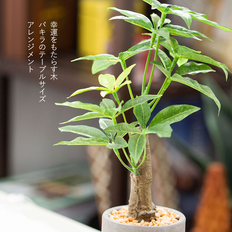 パキラ セメントポット フェイクグリーン