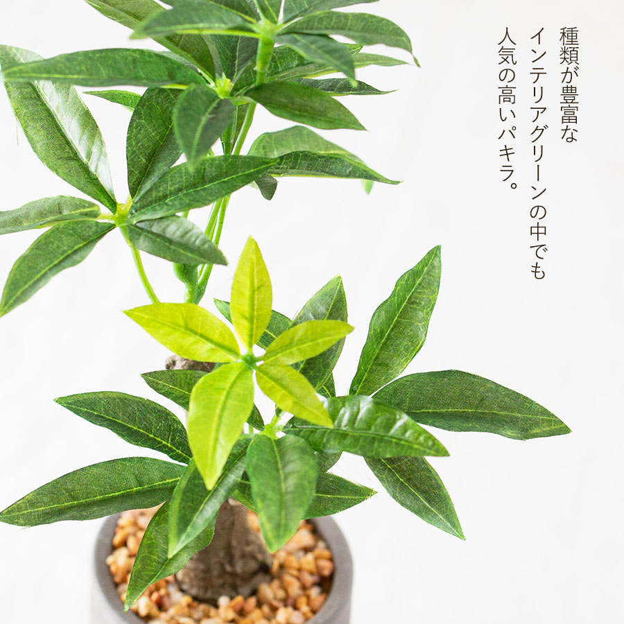 パキラ セメントポット フェイクグリーン