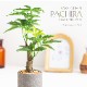 パキラ セメントポット フェイクグリーン
