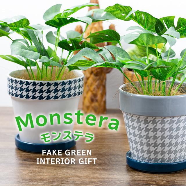 緑の癒し グリーンインテリア モンステラ