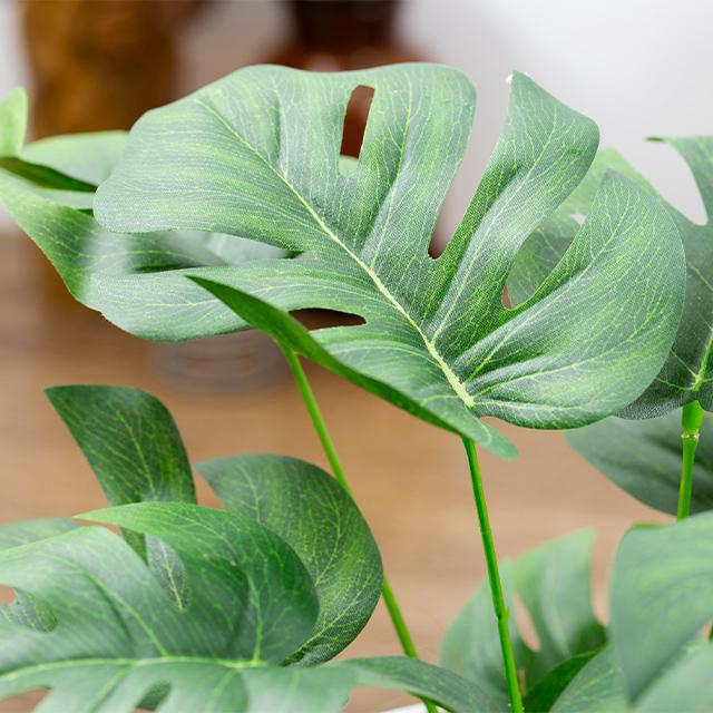 緑の癒し グリーンインテリア モンステラ