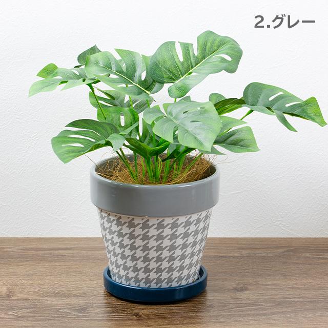 緑の癒し グリーンインテリア モンステラ