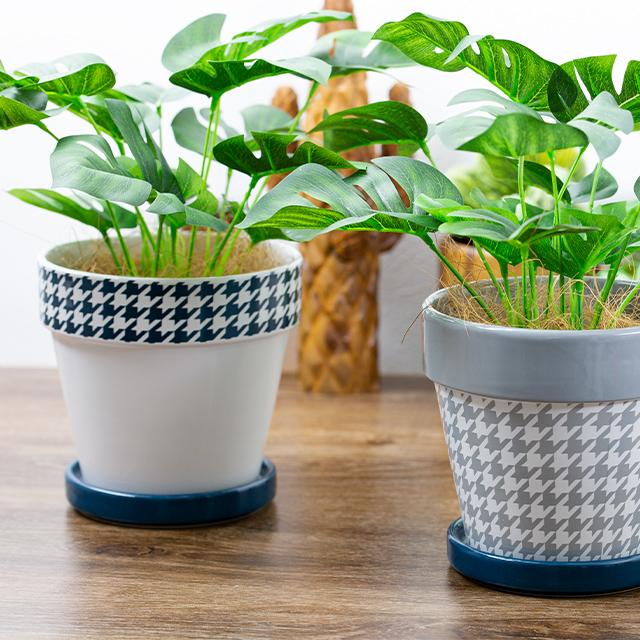 緑の癒し グリーンインテリア モンステラ