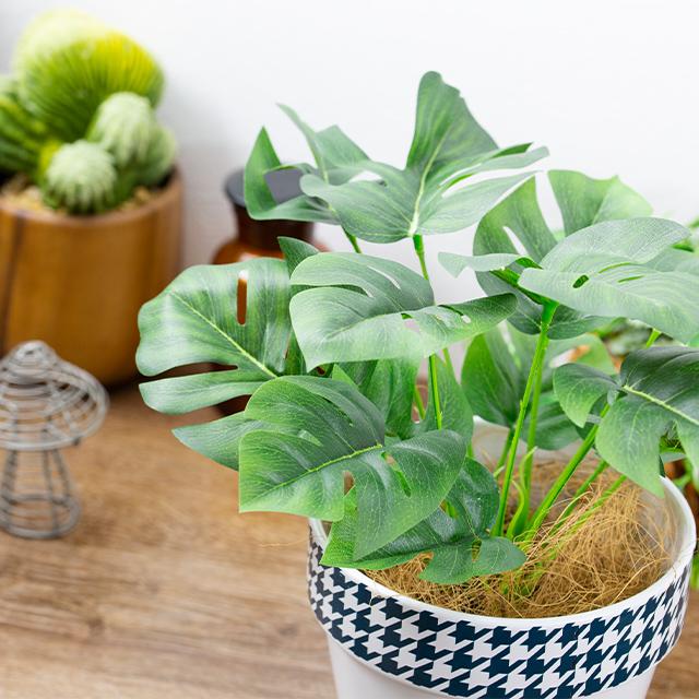 緑の癒し グリーンインテリア モンステラ