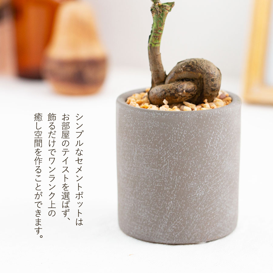 コーヒーの木 フェイクグリーン