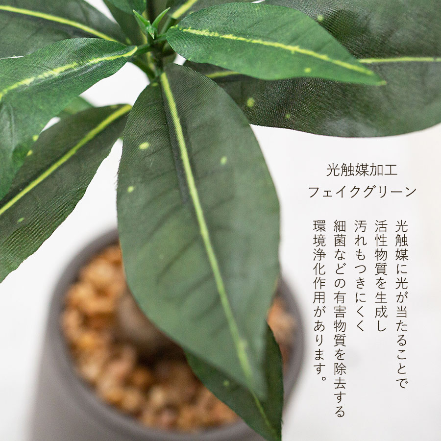 コーヒーの木 フェイクグリーン