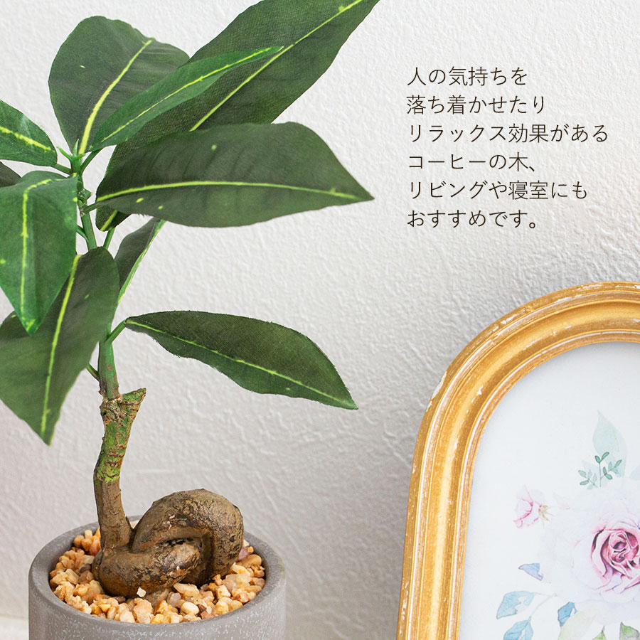 コーヒーの木 フェイクグリーン