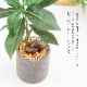 コーヒーの木 フェイクグリーン