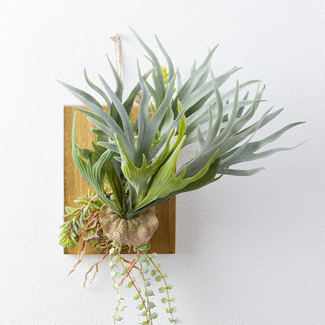 ビカクシダ ウォールハンギング アカシア