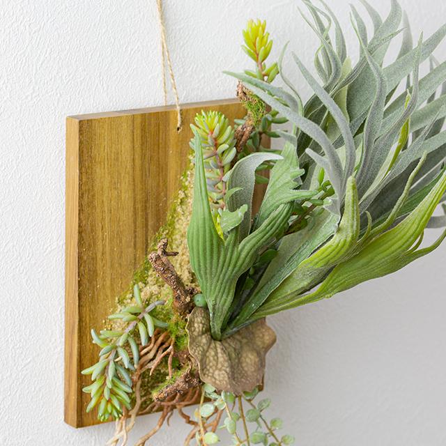 ビカクシダ ウォールハンギング アカシア