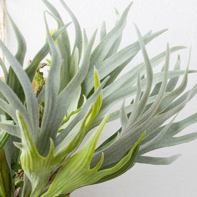 ビカクシダ ウォールハンギング アカシア