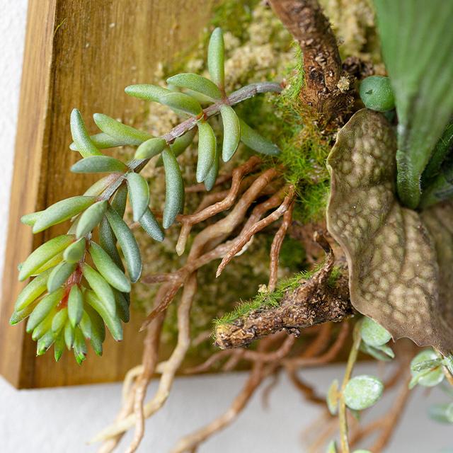 ビカクシダ ウォールハンギング アカシア