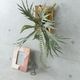 ビカクシダ ウォールハンギング アカシア