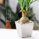 ノリナ ポット フェイクグリーン