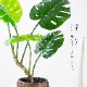 モンステラポット フェイクグリーン