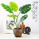 モンステラポット フェイクグリーン