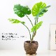 モンステラポット フェイクグリーン