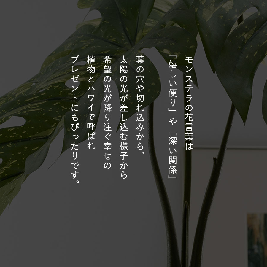 モンステラ バリエガータポット フェイクグリーン