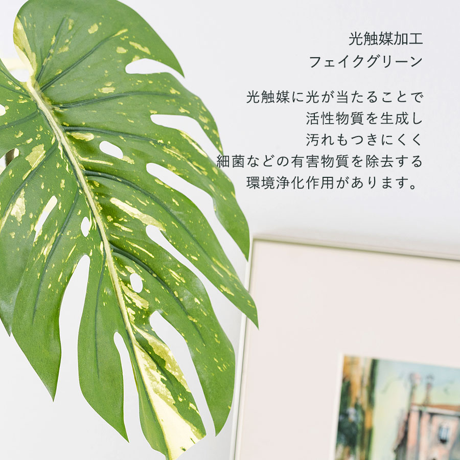 モンステラ バリエガータポット フェイクグリーン