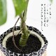 モンステラ バリエガータポット フェイクグリーン