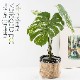 モンステラ バリエガータポット フェイクグリーン