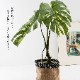 モンステラ バリエガータポット フェイクグリーン