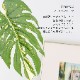モンステラ バリエガータポット フェイクグリーン