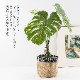 モンステラ バリエガータポット フェイクグリーン
