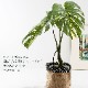 モンステラ バリエガータポット フェイクグリーン
