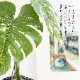 モンステラ バリエガータポット フェイクグリーン